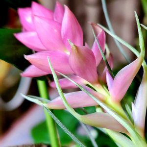 チランジア,エアープランツチランジア,チランジア エアープランツ,花のある暮らし♡の画像