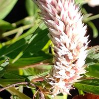 ノゲイトウ,セロシア.,ピンクの花,Thumbnail art WORKS 縦の画像