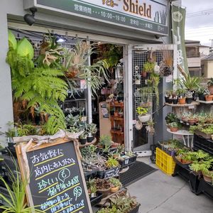 多肉植物,ウラボシ科,ビカクシダ属,食中植物,塊根の画像