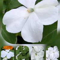 アサガオ,インパチェンス,ベゴニア,ムクゲ,ムクゲの画像