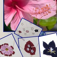 ハイビスカス,ヒガンバナ,ヒガンバナ,クスノキ,白花曼珠沙華の画像