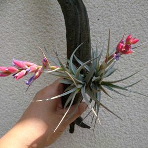 チランドシア,Tillandsia,エアプランツの画像