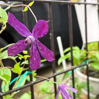 クレマチス,ラナンキュラスの芽,季節の花を楽しむの画像