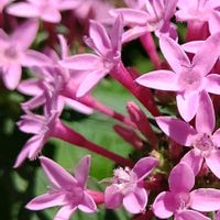 ペンタス,ピンク,ピンクの花,大好きな花,シルエット❤︎の画像