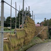 いね,イネの画像