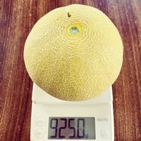メロン,ころたん,メロン ころたん,プランター,家庭菜園の画像