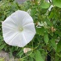 ヒルガオの画像