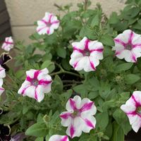 ペチュニア,可愛い,和む,花のある暮らし,切り戻しの画像