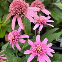 エキナセア,癒し,花のある暮らし,植物のある暮らし,エキナセア❁の画像