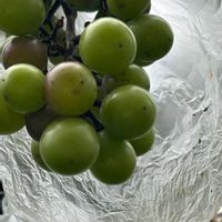 ザクロ,ザクロ,巨峰,ブドウ,ブドウの画像