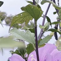 ムクゲ,散歩,秋晴れ,秋風にゆれる花の画像