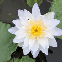 熱帯スイレン,熱帯スイレン　ニンファエアギガンティア,京都府立植物園,平和を願う☆の画像