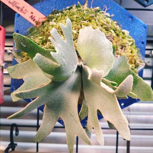熱帯植物, ビカクシダ,ビカクシダのある暮らしの画像