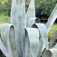 シュウメイギク,ノコンギク,ヒメリンゴ,ムラサキシキブ,チョコレートコスモスの画像