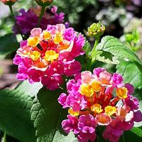 ハツユキカズラ,ランタナ,ランタナンテ  コンパクトローズ,ナチュラルガーデン,植木鉢の画像
