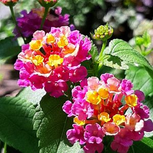 ハツユキカズラ,ランタナ,ランタナンテ  コンパクトローズ,ナチュラルガーデン,植木鉢の画像