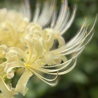 ユーカリグニー,コムラサキシキブ,シロバナヒガンバナ,花と緑のある暮らしの画像