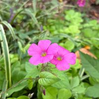 カタバミ,マメアサガオの画像