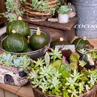 多肉,かぼちゃ,花のある暮らし,ハロウィン,緑のある暮らしの画像