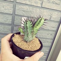 サボテン,紅彩閣,多肉植物,ユーフォルビアの画像