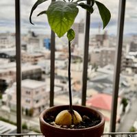 アボカド,ベランダ管理,土耕管理の画像