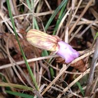 ナンバンギセル,マツムシソウ,ワレモコウ,アキノタムラソウ,南蛮煙管　ナンバンギセルの画像