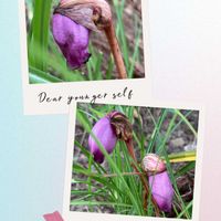 アキノキリンソウ,アザミ,ナンバンギセル,オケラ.,キアゲハチョウの画像