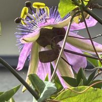 ブーゲンビリア,トケイソウのお花の画像