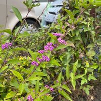 ムラサキシキブの画像