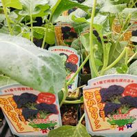 ブロッコリー,家庭菜園,ベランダの画像