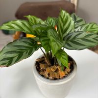 カラテア,観葉植物,成長記録の画像