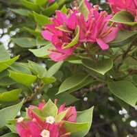 ブーゲンビリア,赤い花,ピンク色の花,お出かけ先の画像