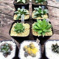 ハオルチア,ハオルチア オブツーサ,オブツーサ錦,多肉植物,ハオルチア属の画像
