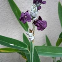 ニチニチソウ,ブッドレア,ミズヒキ,ミズカンナ,ｵﾙﾚｱの芽の画像