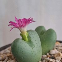 コノフィツム,コノフィツム 星姫,多肉植物,リメ鉢,コノフィツム属の画像