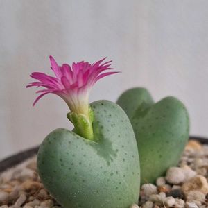 コノフィツム,コノフィツム 星姫,多肉植物,リメ鉢,コノフィツム属の画像