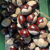 トチノミ﹙栃の実﹚,植物園,食虫植物,花友さんに感謝♡,家庭菜園の画像