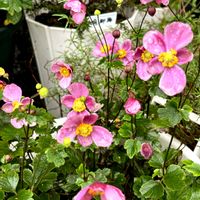 ゼラニウム,ミニバラ,ガーデンシクラメン,秋明菊の画像