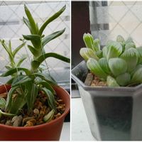 ハオルチア,京の華の画像