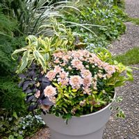 寄せ植え,花のある暮らし♡の画像