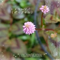 ヒメツルソバ,スイートアリッサム ,ポリゴナム（ヒメツルソバ）,こぼれ種ビオラ,庭の花の画像