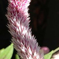 ノゲイトウ,セロシア.,ピンクの花,Thumbnail art WORKS 縦の画像