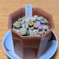 コノフィツム,コノフィツム ルゴサ,成長記録,今日のベランダ,今日開花の画像