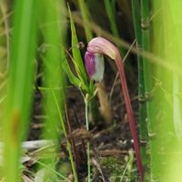 ナンバンギセル,大学いも✨,お花,美しい,松葉牡丹の画像