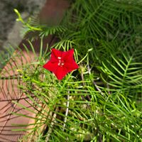 ルコウソウ,ルコウソウ,鉢植え,今日の一枚,お出掛け先の画像