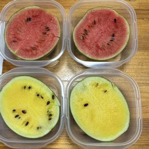 小玉スイカ（黄色）,プランター植え,軒下,小玉スイカ（赤色）の画像