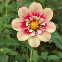 ダリア,可愛い,素敵,いつも笑顔で〜〜♡,月曜日にビタミンカラーの画像