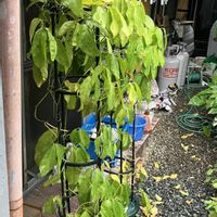 ヒスイカズラ,鉢植え,カット苗,ヒスイカズラ属,ヒスイカズラ鉢植えの画像