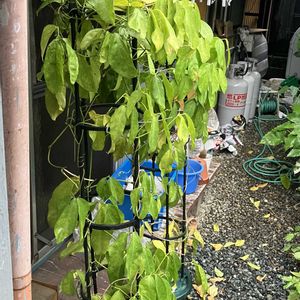 ヒスイカズラ,鉢植え,カット苗,ヒスイカズラ属,ヒスイカズラ鉢植えの画像