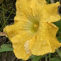 かぼちゃ,バターナッツ,黄色い花の画像